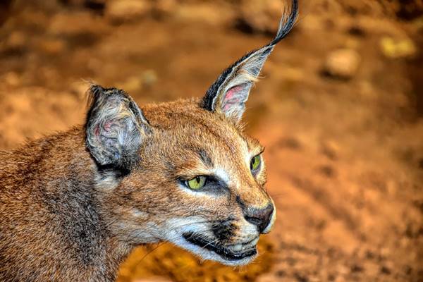 gatto che somiglia a una lince