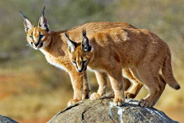 mamma caracal con il suo cucciolo