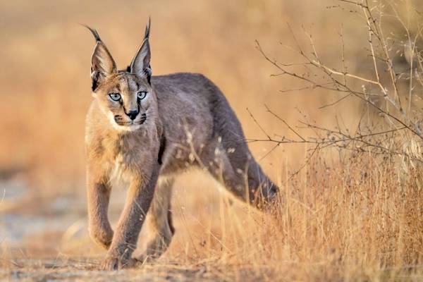 gatto che vive nelle aree desertiche dell'africa e dell'asia