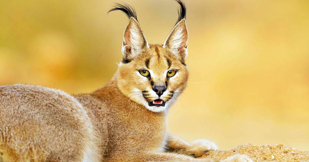 Caracal, le vere origini di questo ibrido tra il gatto e la lince