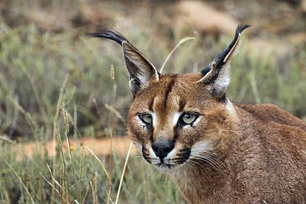 gatto selvatico che vive nel deserto