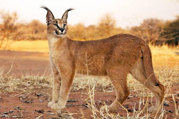 gatto selvatico con il mantello rosso