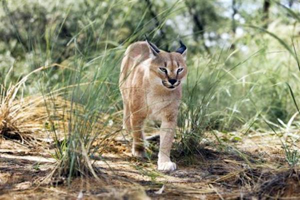 caracal che va a caccia