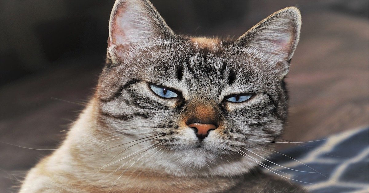 Cataratta del gatto, cosa sapere e come aiutare Micio