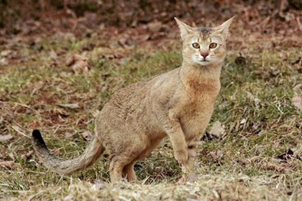 chausie gatto dall'aspetto selvatico