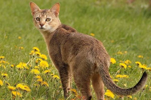 gatto chausie in mezzo ai fiori