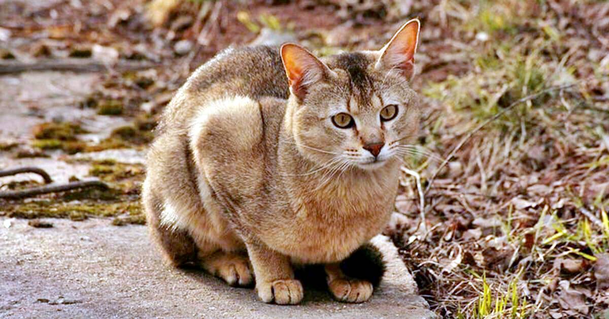 Gatto Chausie, carattere d’oro: tutto sul suo docile temperamento