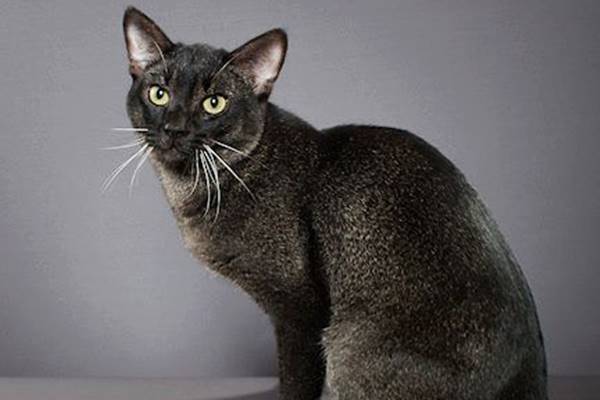 chausie di colore nero