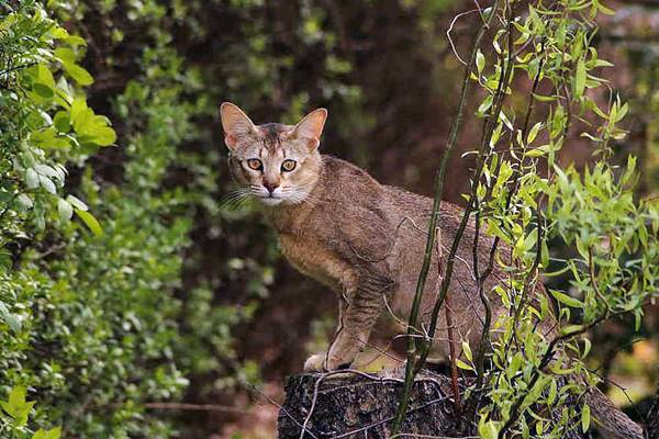 gatto che vive nella natura