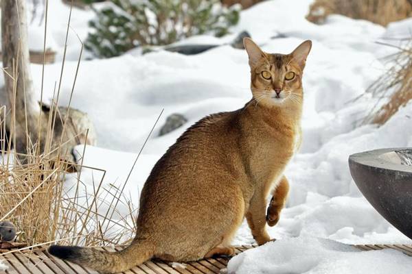 gatto tabby di colore marrone