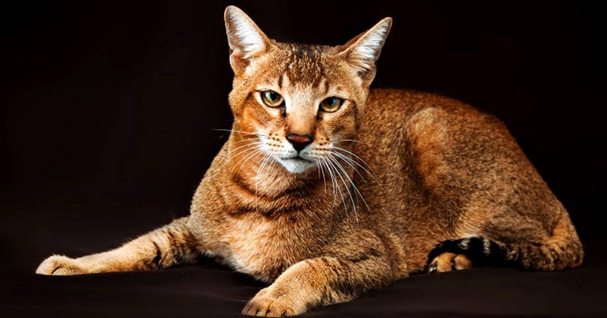 Gatto Chausie, pelo: colori, particolarità, motivi e toelettatura