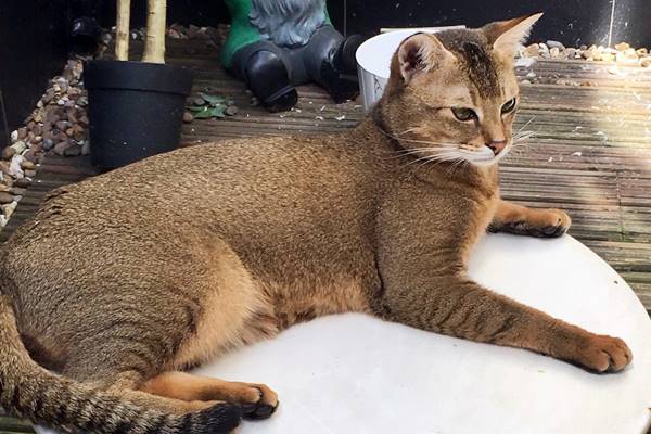 gatto che vive in giardino