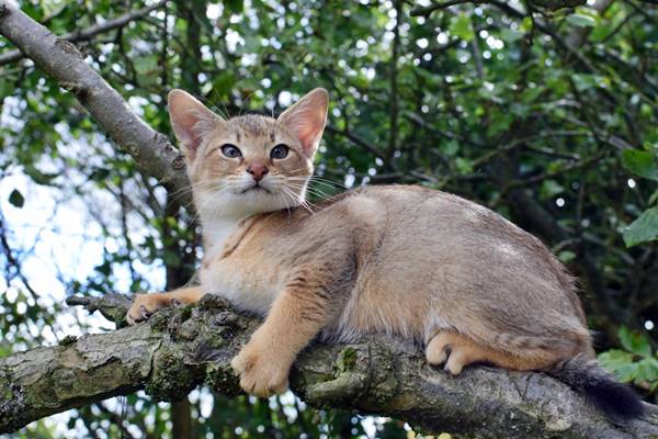 gatto che riposa su un ramo