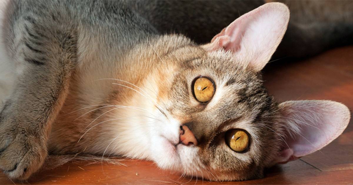 Gatto Chausie, quanto vive? Patologie comuni e cure speciali