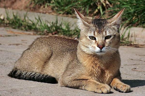 gatto che riposa per terra