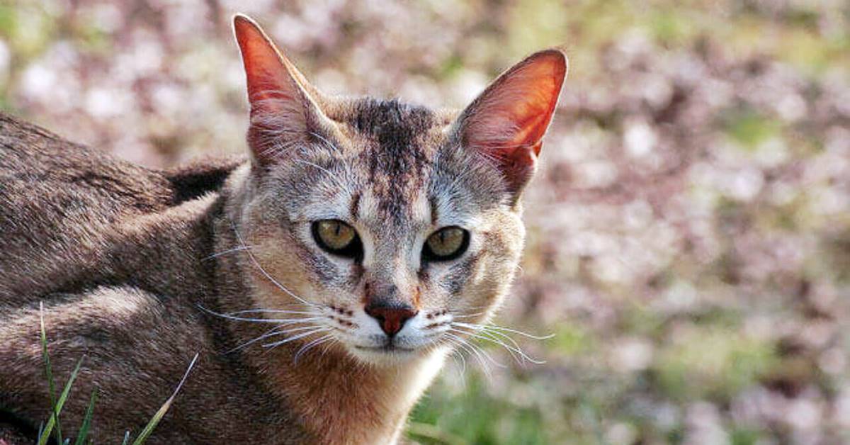 Gatto Chausie, storia di questo micio dall’aria selvatica