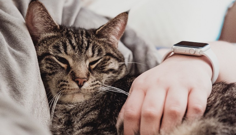 Gatti che dormono su di noi