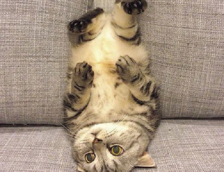 nomi gatti mondo australia