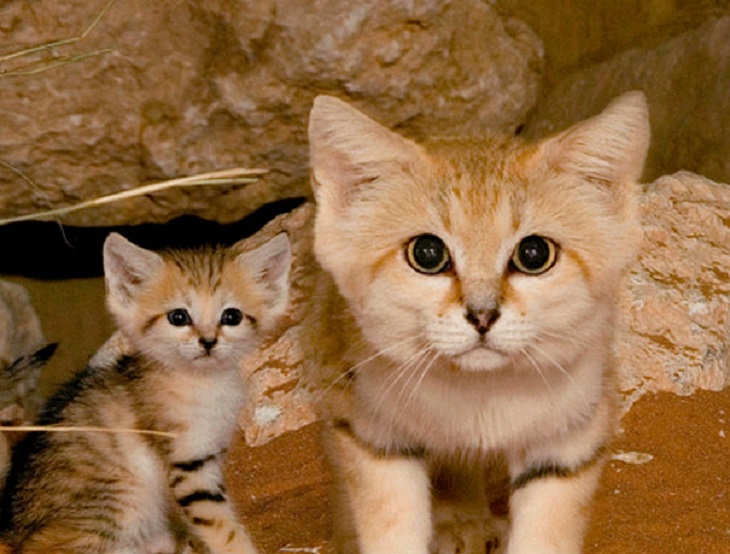 nomi gatti tunisia