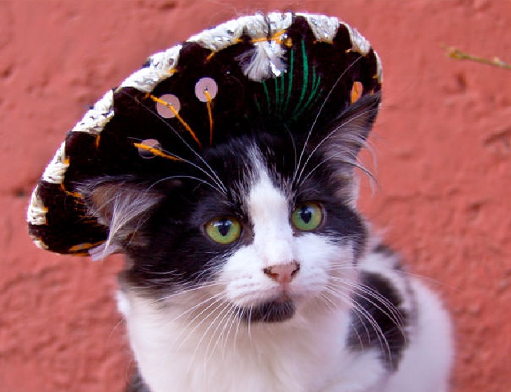 nomi gatti messico