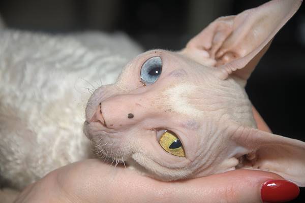gatto con gli occhi eterocromi