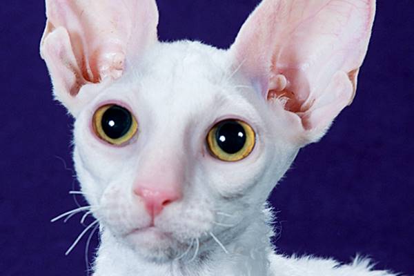 cornish rex con il mantello bianco