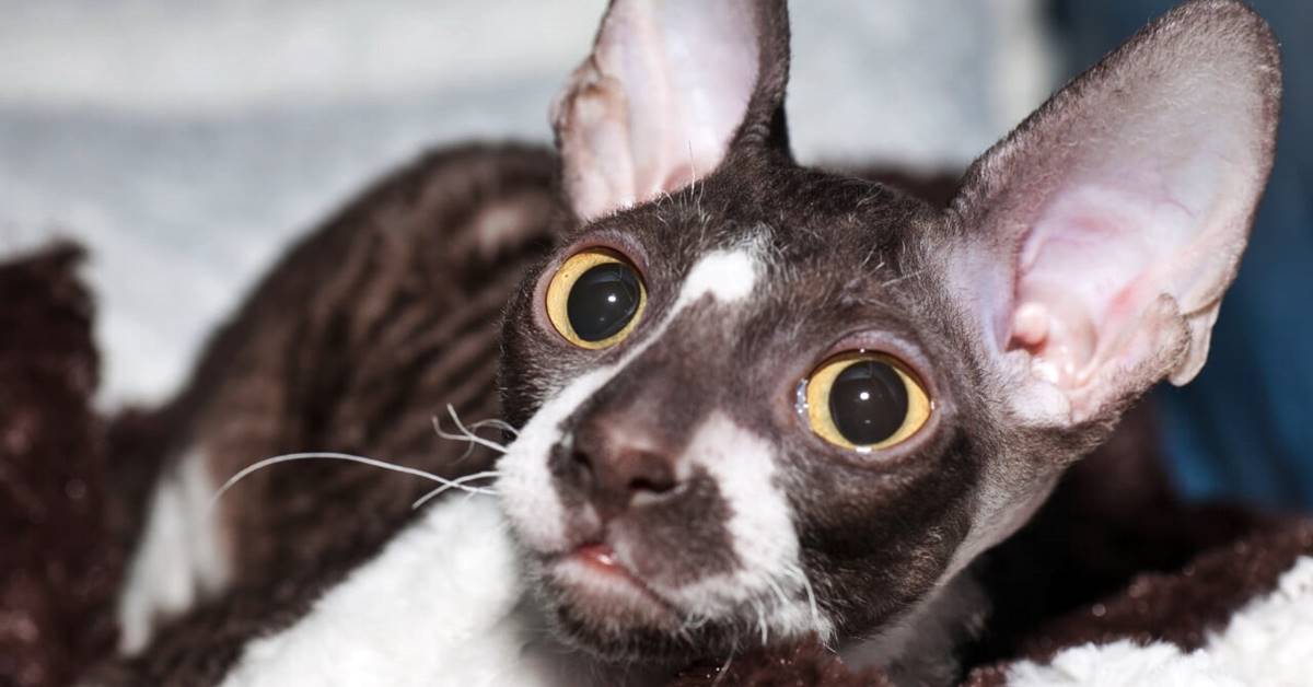 Cornish Rex, con chi va d’accordo? Ecco chi ama e chi non tollera