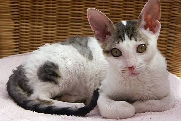 cucciolo di cornish rex