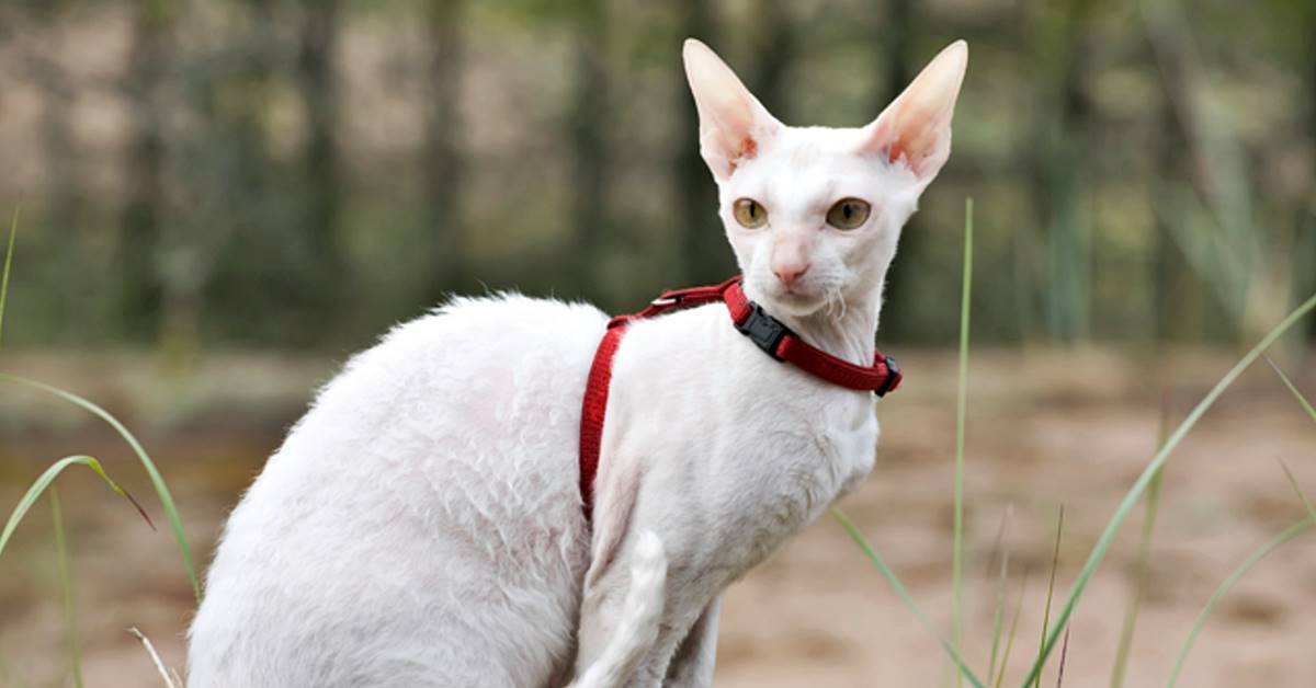 Cornish Rex, malattie comuni: tutto quello che bisogna sapere