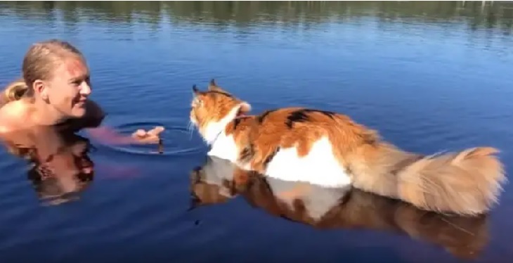 gatto maine coon acqua lago