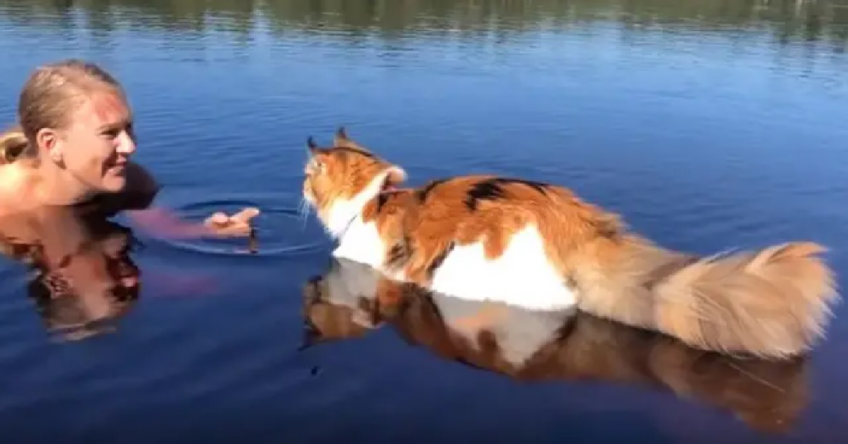 Enorme gatto Maine Coon entra in acqua da solo (VIDEO)