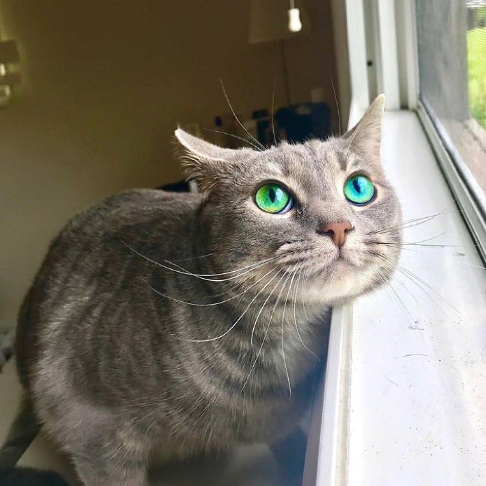fiona gatta occhi speciali