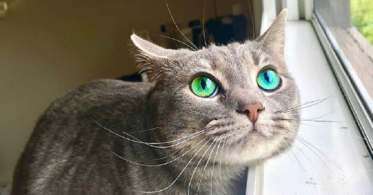 Fiona, la gattina dagli occhi profondamente ipnotici (VIDEO)