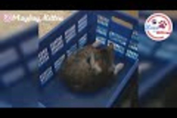 gatto che gioca