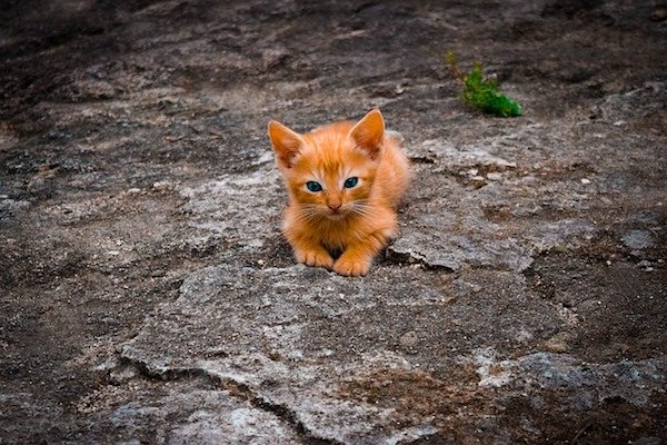 piccolo gattino che scorrazza