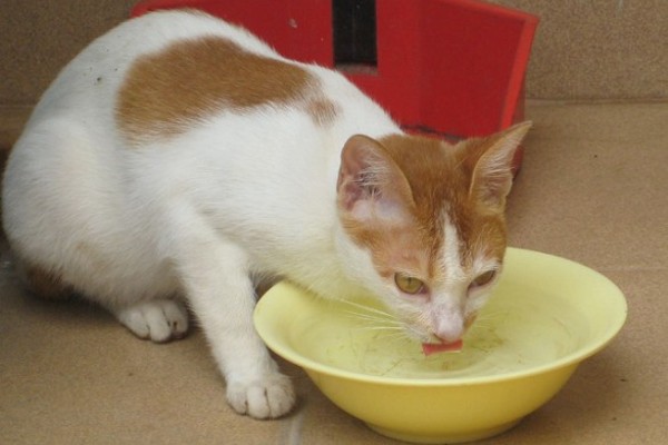gatto che beve