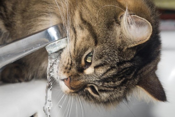 gatto e acqua