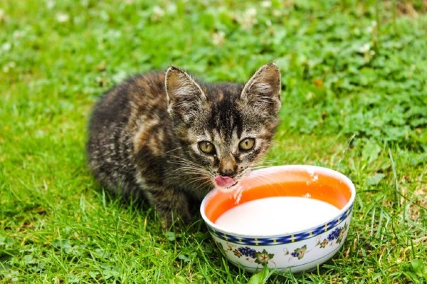 gatto piccolo