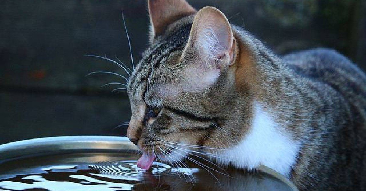 gatto che beve