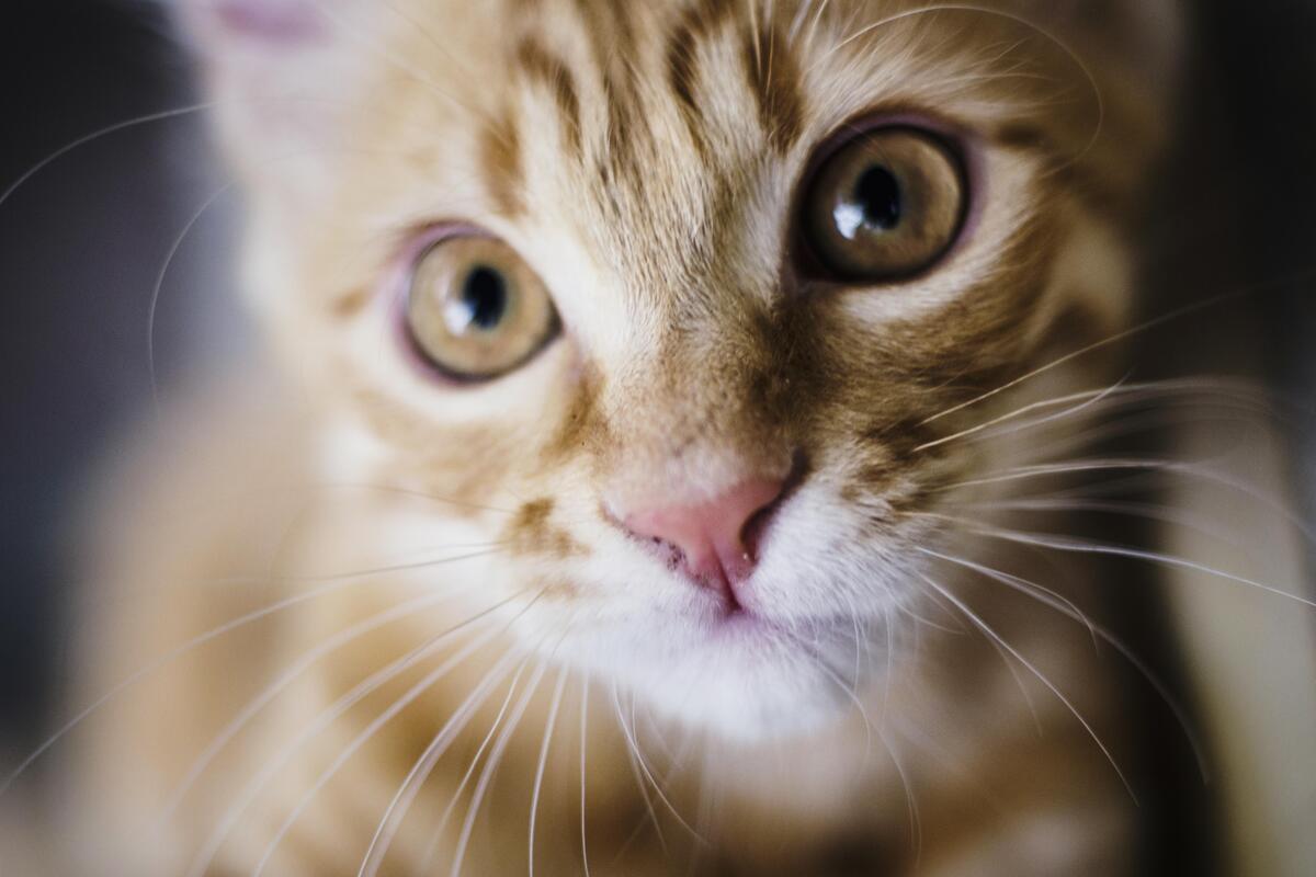 gattino con occhi dorati