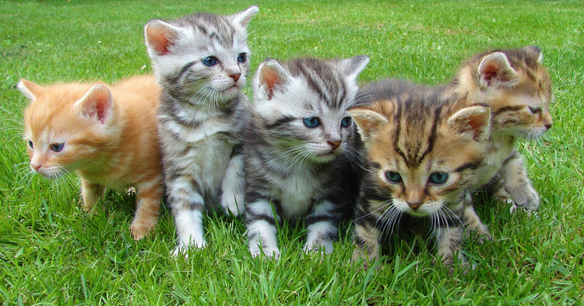 Gattini randagi, come nutrirli: cibi, latte artificiale e info utili