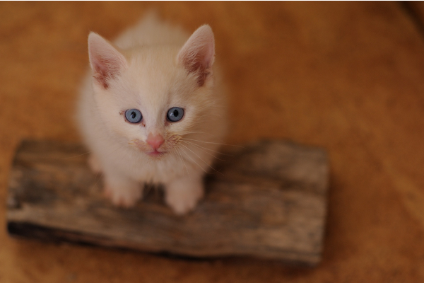 gatto bianco