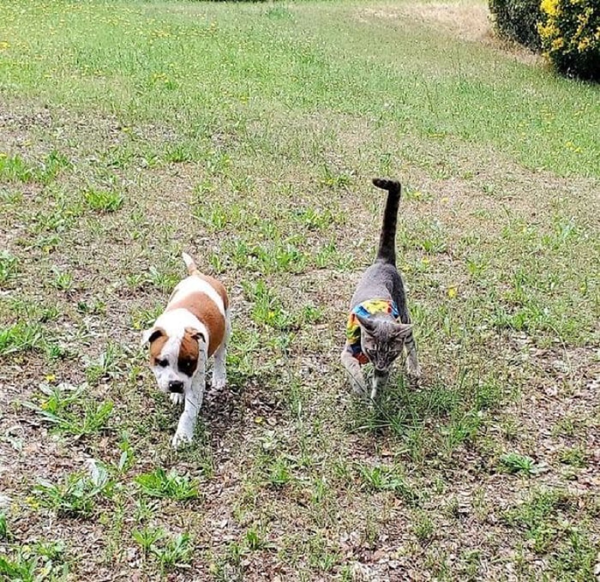 gattino e cagnolino