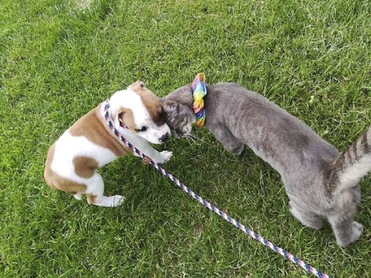 gattino Cheerio e cagnolino Elvis