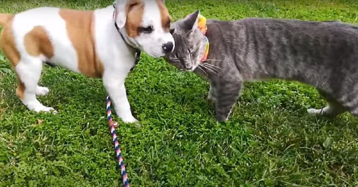 Gattino e cagnolino Staffordshire bull terrier si separano, il video dell’addio è commovente