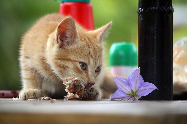 gattino rosso mangia fiore