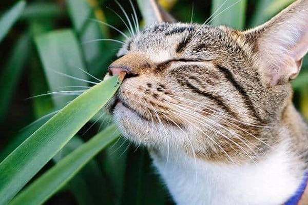 gatto odora una pianta