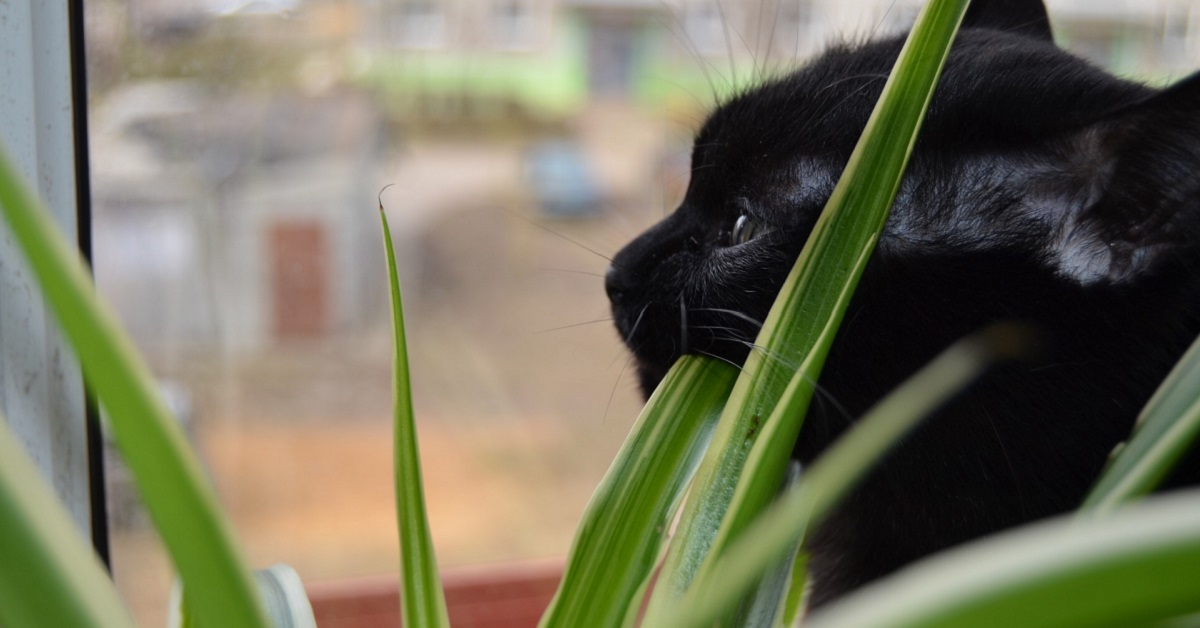 Gattino mangia le piante: cosa fare e come farlo smettere