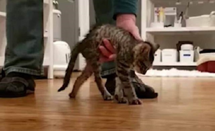 gatto charlie paralizzato scoperta