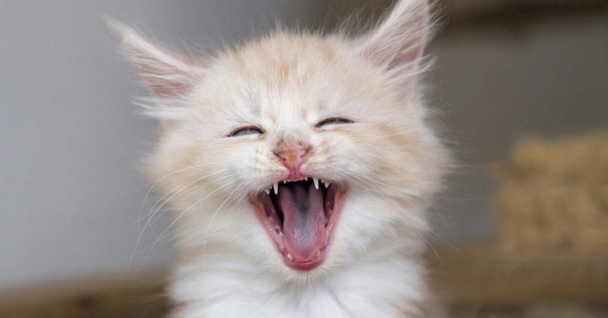 Gattino, primi dentini: quando li mette, quando li cambia e cosa sapere